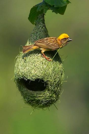 黃胸織鳥,甚稱鳥界的
建築師。...