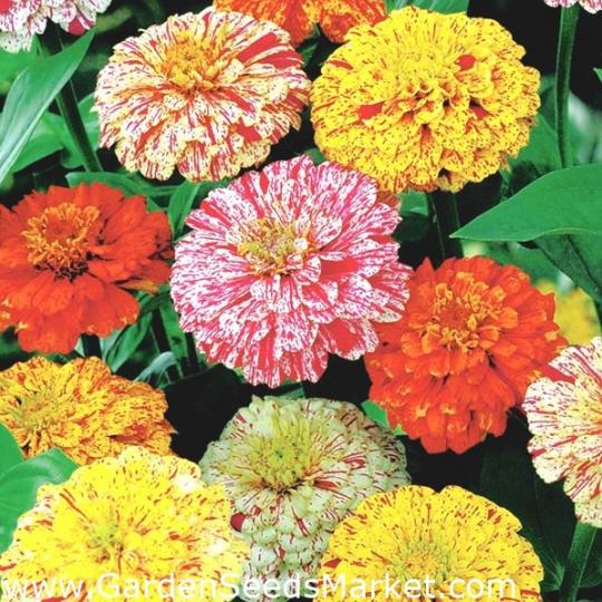 薄荷棒百日菊,它的特點
是混合色條紋和班點，
你不會找到相同色彩和
班紋的花朵...