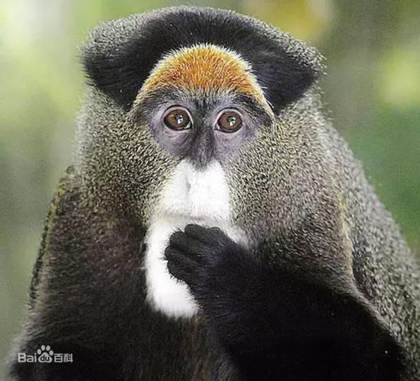 德氏長尾猴主要分布在
中非的濕地,竹林,樹林
它下巴長有一撮白毛，
由如一副老學士般,所
以被稱為''博士猴"，德
氏長尾猴有很好的爬樹
能力,就算是敏捷的動物
也不易捕捉到它。...