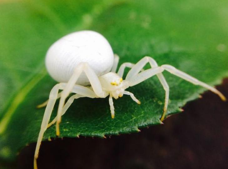非常罕見的白蜘蛛,雪白
的身體有點兒可愛...