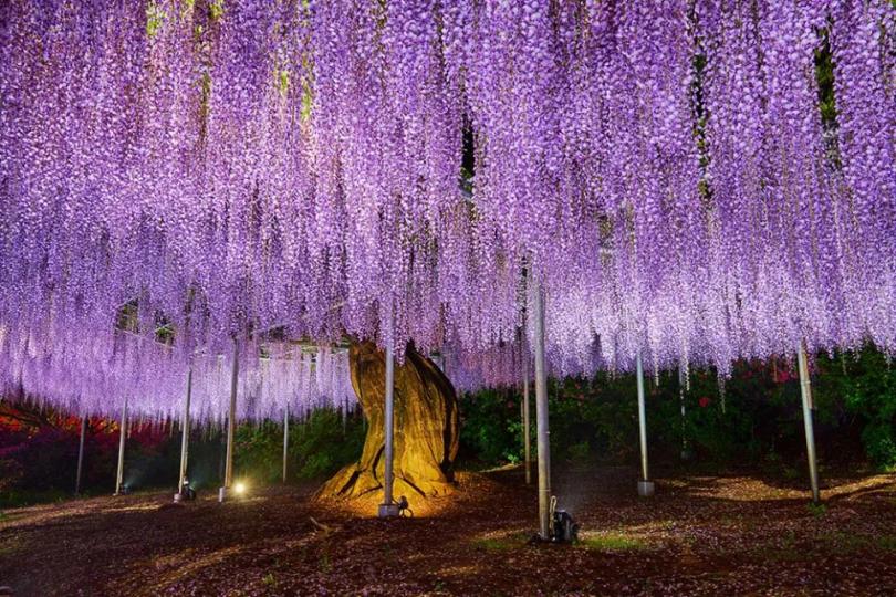 據說有160多年樹齡的紫滕花樹。...