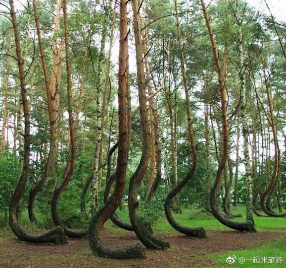 彎曲的樹林位於波蘭西
部,在20世紀30年代種
植,距今八.九十年了,
沒有人知道什麼原因
遵致它們都型成這樣
的姿態...
