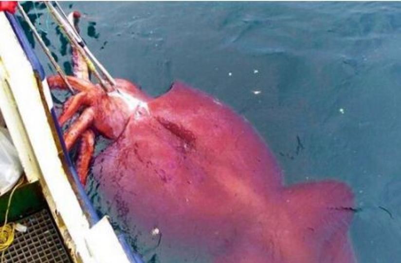 世界發現最大的魷魚,長達
20米,它叫大王酸漿魷魚,又
名巨槍魷魚,是世界最大的
無脊椎動物。...