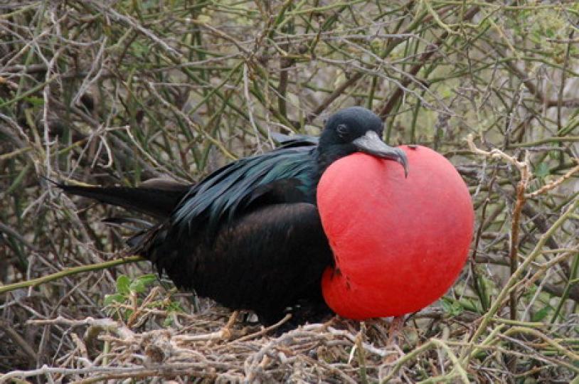軍艦鳥是安提瓜和巴布達
雙子島國的國鳥,屬大型鳥
類,雌雄性鳥喉部都有一個
裸露皮膚的喉囊,雄鳥求偶
時紅色喉囊會鼓成一個大
大的氣泡。...