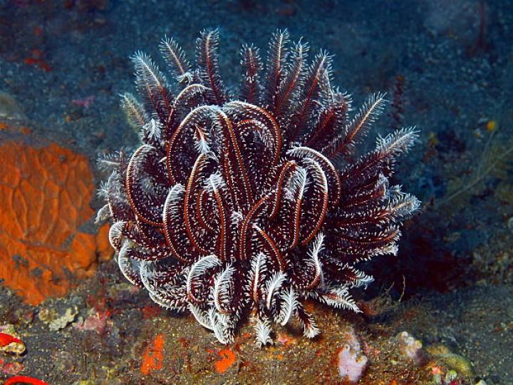 海百合
海百合是一種無脊椎棘
皮動物,幾億年前海洋
已有它們存在,現今也
存在數百種,它體形呈
花狀,由多條羽毛狀的
觸手組成,因長得象植
物花朵,人們給起了個
海百合名字




....