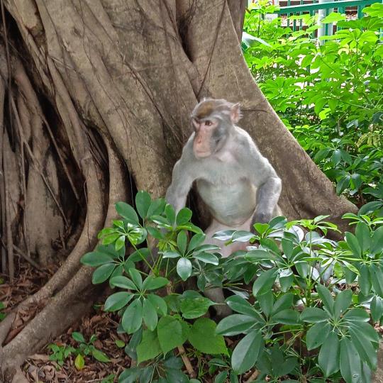猴子再次現身邨內,
似乎已熟悉了環境,
在樹下避雨!...