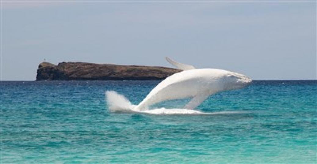 一頭極罕見的白色座頭
鯨自1991年首次被發
現出現在澳洲外海,自
始掀起追鯨熱潮...