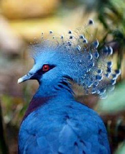藍鳳冠鳩
它是鳩鴿類中最漂亮亦是
最大型的,身呈藍色羽毛光
滑整潔,喜食各種植物種子
果實及昆蟲,分布在印度尼
西亞島嶼。...