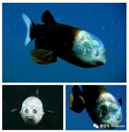 桶眼魚,主要分佈在美
國加州咐近太平洋海
域600至800米水下，
它最大特別之處是頭
頭前端是透明的狀態...