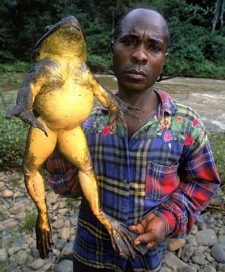 巨諧蛙是世界現存最大
的蛙類,可重達數公斤，
分布在非洲喀麥隆到赤
道幾內亞地區。...