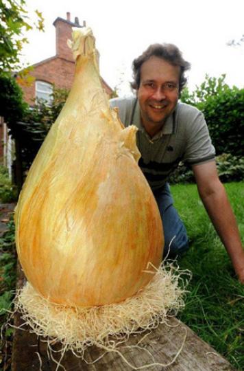英國托尼·格洛弗種出
一個重返8.5公斤洋葱，
創出吉尼斯最重洋葱的
世界紀錄...