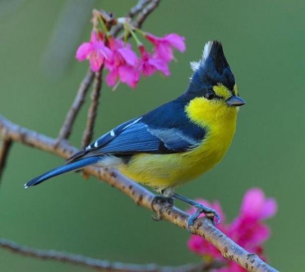 可愛小鳥,名叫師公鳥
又稱黃山雀,是台灣獨
有品種...