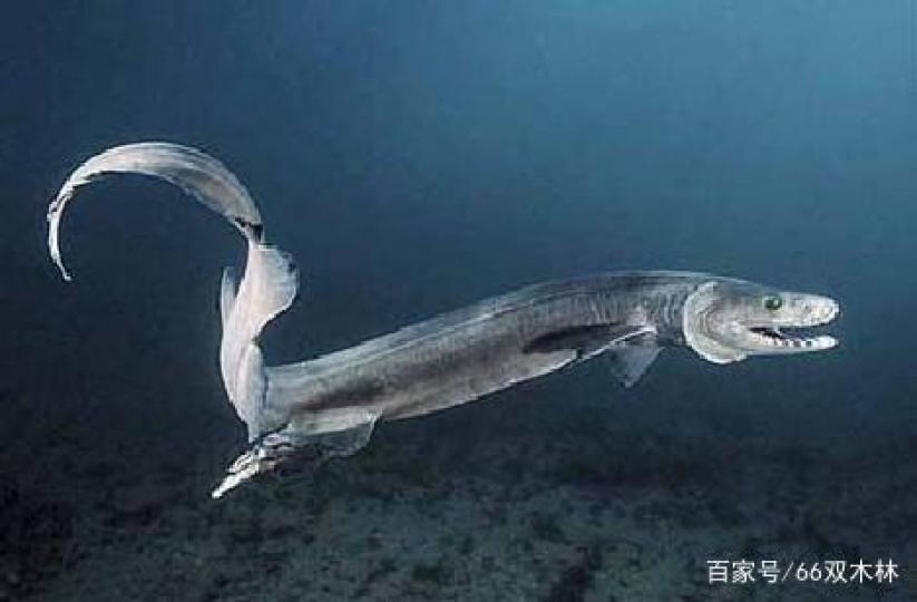 世界上懷孕最長的生物
皺鰓鯊孕期需3.5年,常年
栖息深海腹地,基本上不會
游到海面,人類對這種生物
的了解知之甚少,它是最原
始的鯊魚,却長着和海鰻相
似的身體,有人認為它們己
存在地球3.8億年,...