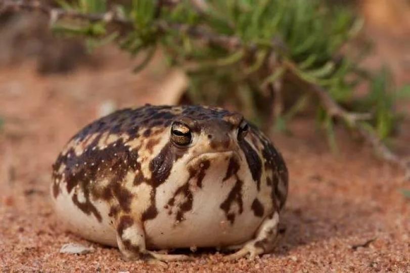 饅頭蛙分布在非洲南部
是一種頭短.四肢短.眼
大肚大缺乏游泳和跳躍
能力的蛙類.它善於掘地
將身體藏在泥沙中,大部
分時間喜在泥土中休眠
衹在雨季出來覓食和交
配,主要以白蟻小昆蟲爲
食。...