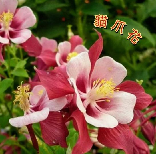 image%3A1000061131