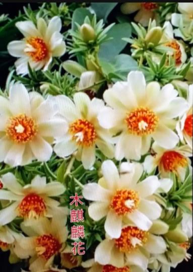 image%3A53907