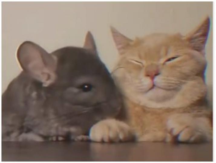 現今的世界,貓貓和老鼠也可成為好朋友!...