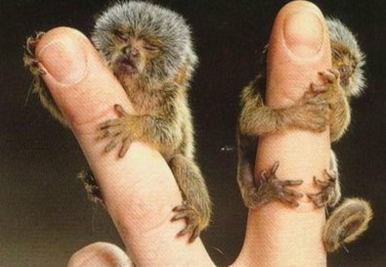 生活在南美洲的狨猴,也叫
"指猴"性格溫和.好動機警
體長最大衹有20厘米,喜食
昆蟲。...