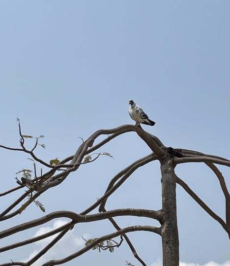 白鴿站在樹頂遠離同伴獨自觀景...