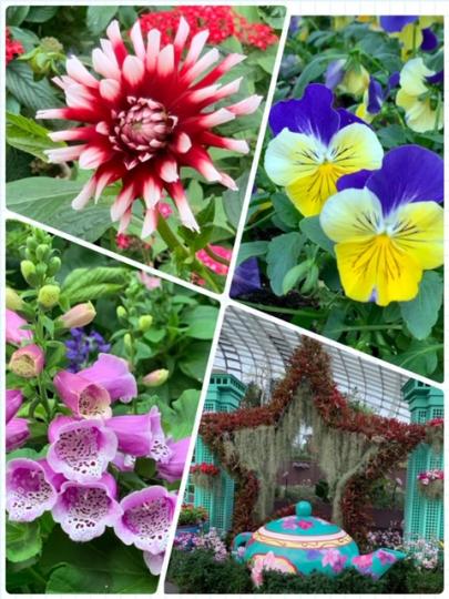 賞花
講起賞花，我認為本港花展不錯，東南亞則首選星加坡海濱花園。...