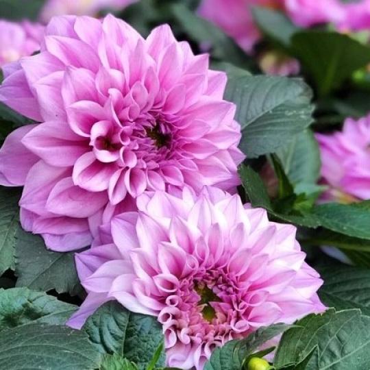 賞花
粉紫色的牡丹花很清雅高貴。...