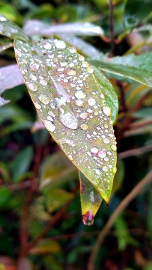 雨後
下雨後，雨點仍留在葉子上，水珠精瑩通透，令葉子像是穿上透明的波點衣裳。...