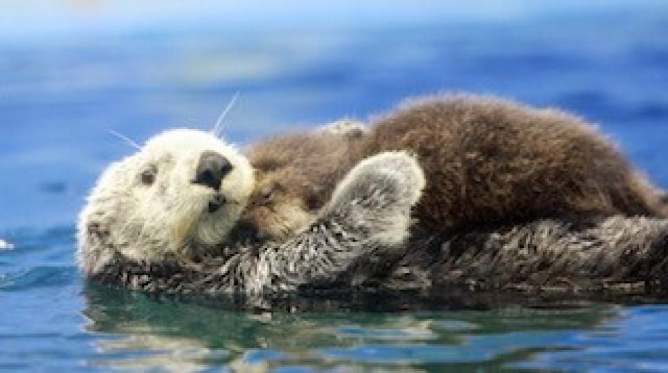 海瀨
海瀬是一種海洋哺乳動物，喜歡在海洋中長距離游泳。為防止在水中漂流時與家庭成員分開，海獺在睡覺時經常互相握住對方的手。...