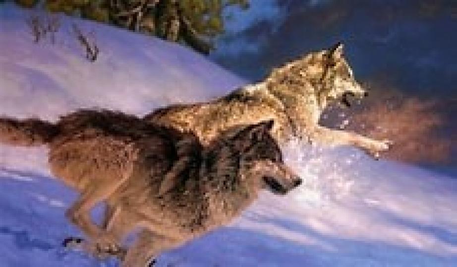 狼
狼表示友好的時候會輕咬對方嘴部。...