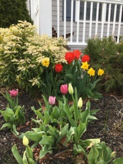 家中後花園
春回大地，長居波士頓的老同學寄來她家後園相片，花兒爭姸鬥麗，一片生機。...