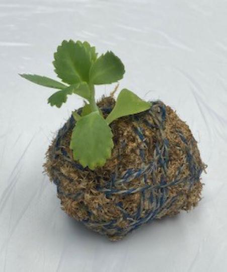 水苔球

水苔球沿自日本，是一種環保的栽種。昨天選用生命力強的植物落地生根，又名蕾絲公主。...