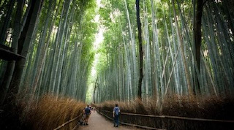日本嵐山
嵐山被稱作京都的後花園，自從日本平安時代開始，就是當時貴族或財主居住度假的地方。嵐山的自然風景優美，其中最為著名的就是4月份的賞櫻期和11月份的賞楓期。...