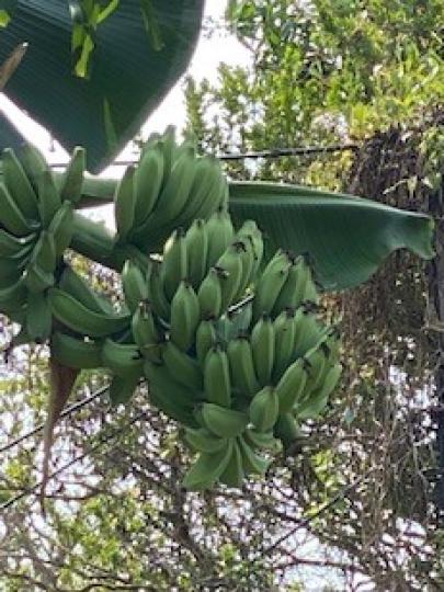 香蕉樹
近郊村落種植不少香蕉。...
