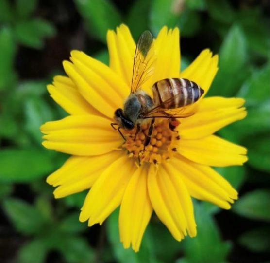 小蜜蜂
這相片幫了我不少忙，是我講小蜜蜂故事的好教材。圖中蜜蜂正忙於採花蜜。...