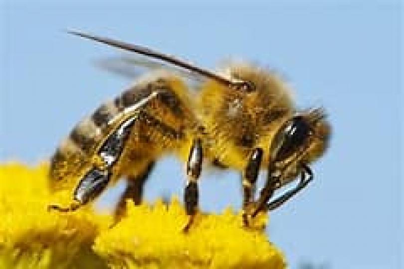 世界蜜蜂日
每年5月20日是世界蜜蜂日，目的是向大眾推蜜蜂作包含多種糧食作物之授粉者，以及穩定生態系的重要性與不可取代性。...