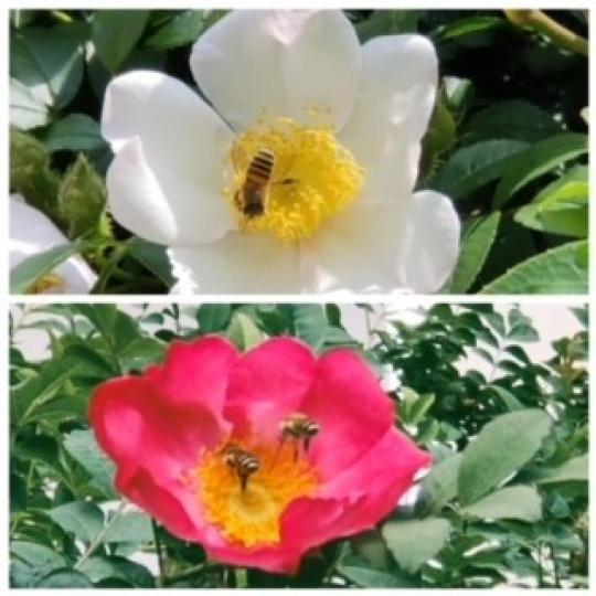 採花蜜

春天百花盛開，蜜蜂也努力採花蜜過冬。...