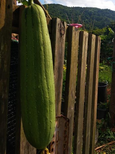 農莊摘水瓜
朋友的小型農莊種了絲瓜和水瓜。兩者分別是絲瓜表皮有明顯棱角，水瓜則是指無棱絲瓜，所以水瓜又名圓絲瓜。...