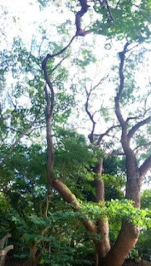 公園大樹

公共屋邨公園中的大樹枝葉茂盛，在邨內的市民和大樹一同成長。...