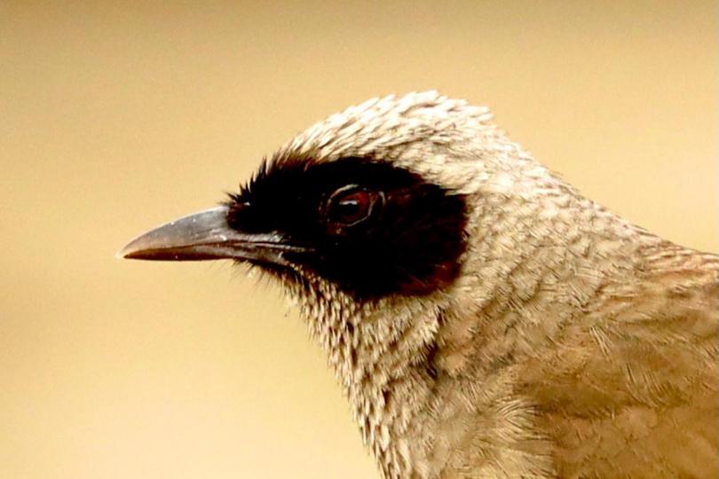 雀眼

鳥類視覺最敏銳的區域在側面，所以當鳥類側面看著你時候才是盯著你看，正面對著你或許在關注旁邊的事物。...