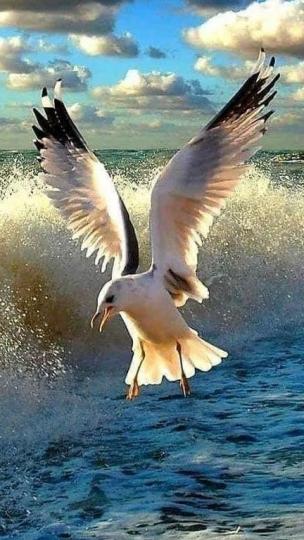 海鷗
海鷗飛翔時很美，所以祝願人事業用如海鷗般振翅高飛很合適。...