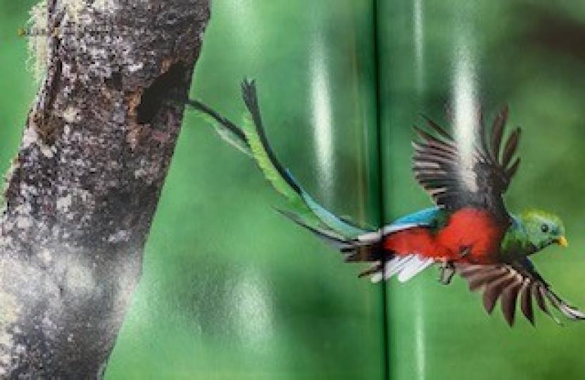 鳳尾綠咬鵑

鳳尾綠咬鵑被譽為飛行的綠寶石。它山綠、藍、紅的羽毛，如夢幻的顏色組合被稱為世界上最美的鳥。...