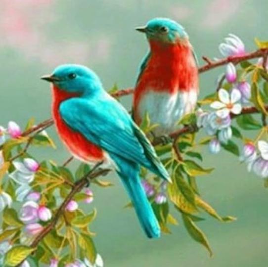 美麗的雀兒
我看見雀鳥美麗的羽毛便被吸引了，懶理雀兒種類和名字。...
