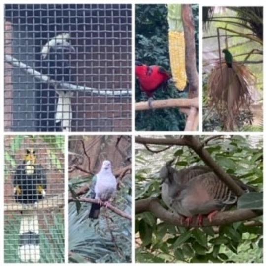 觀鳥屋
香港公園的觀鳥屋吸引不少小朋友觀賞。...