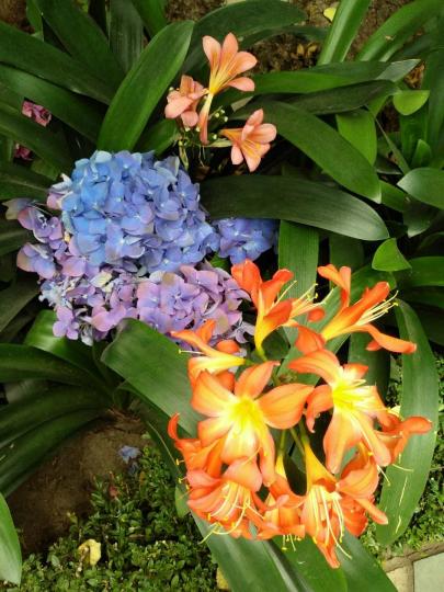 綉球花
粉藍和淡紫藍色的綉球花很特別，在橙黃色中特顯清雅。...