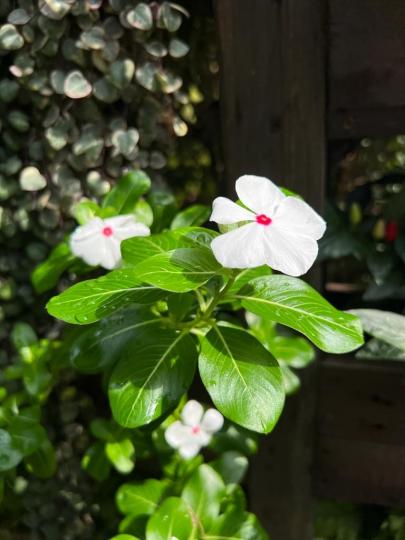 攝影技巧

善用角度、光亮度技巧可以把一很普通的白花拍攝得亮白充滿生機。...
