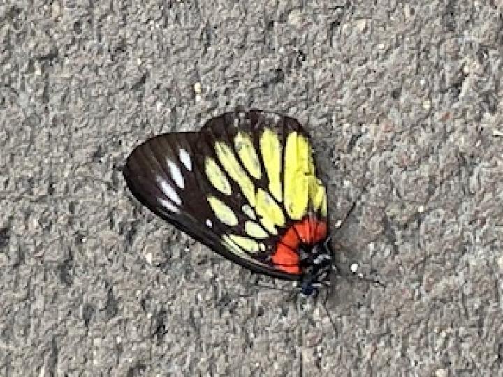 可憐小蝴蝶

路旁這小蝴蝶因受傷而不能飛，多可憐！...