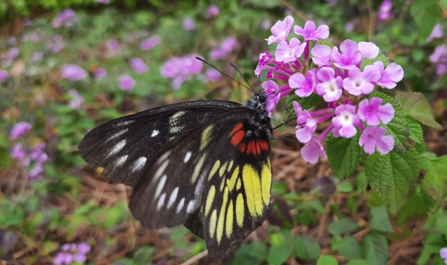 粉蝶
看看這美麗的粉蝶在立春之日忙碌於花叢中。...