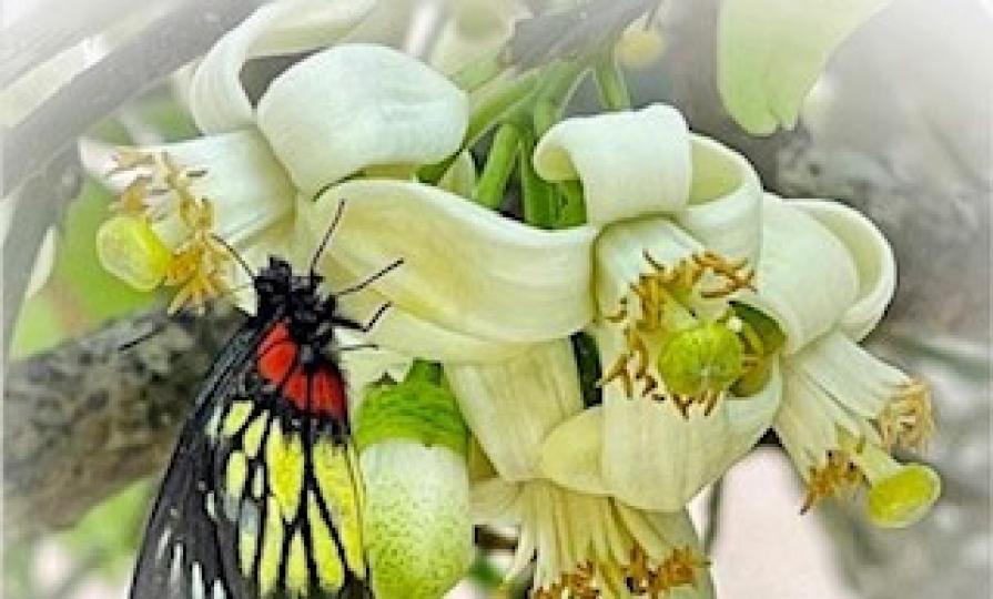 採花蜜
蝴蝶和花關係密切是因為蝴蝶要勤力採花蜜準備過冬。...