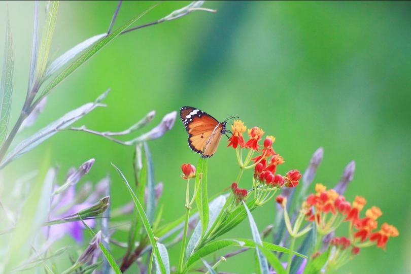蝴蝶採蜜
色彩鮮艷的花可以吸引蝴蝶採花蜜。...