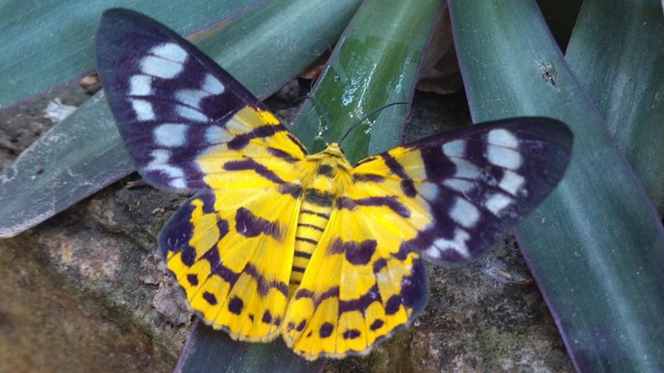 黃蝴蝶
這隻黃蝴蝶身體的黃黑橫紋看似蜜蜂，但由頭至雙翅膀都是黃黑色，張開的翅膀像寬大的裙，好美麗。...