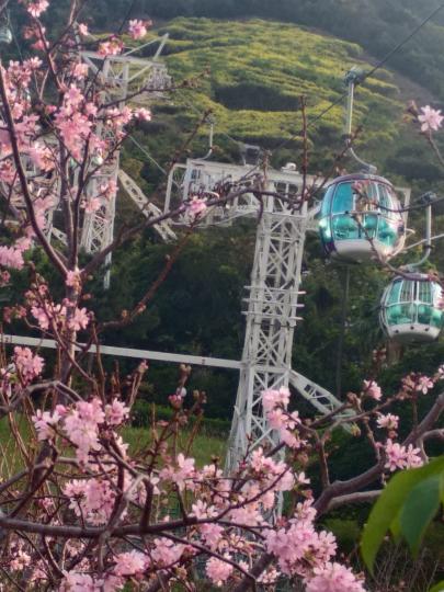 我喜歡坐海洋公園的吊車，有高高在上，俯瞰下山景色之餘，更可以欣賞到時令盛放的春花。...